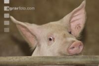 Mastschweine 70