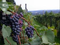 Blaue Trauben 20