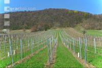 Wein Junganlage 14
