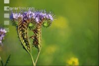 Phacelia Abend 1
