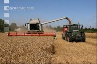 Weizen Ernte J 74