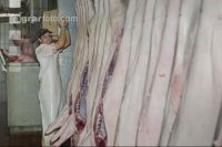 Schlachten Schwein 46