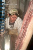 Schlachten Schwein 24