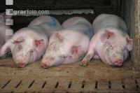 Mastschweine 43