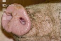 Mastschweine 67