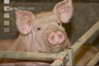 Mastschweine 60