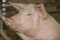 Mastschweine 59