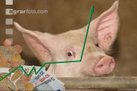 Mastschweine Preis 2