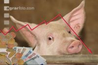 Mastschweine Preis 1