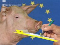 Mastschweine EU 1
