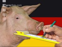 Mastschweine Deutschland