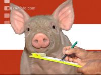 Ferkel Preis 3
