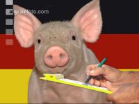 Ferkel Preis 1