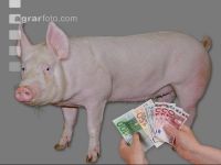 Schweinepreis 3