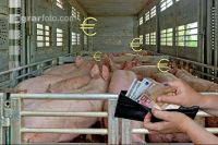 Schweine auf Lastwagen