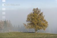 Baum im Herbstnebel 2