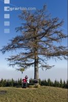 Baum im Herbstnebel 3