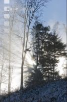 Baum im Herbstnebel 4
