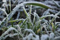 Frost Dauerwiese 1
