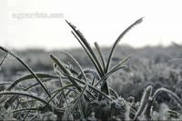 Frost Dauerwiese 2