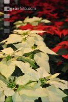 Weihnachtsstern 3