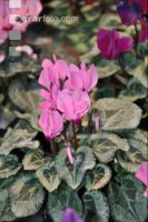 Cyclamen 11