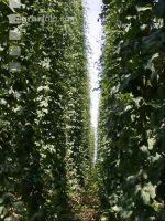 Hopfen 13