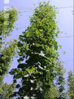 Hopfen 12