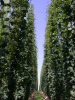 Hopfen 11