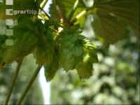 Hopfen 10