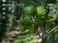 Hopfen 9