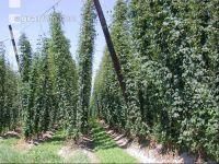 Hopfen 8