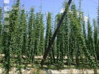 Hopfen 7