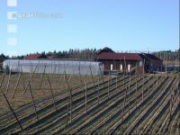 Hopfen 6