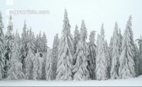Wald verschneit 3 ID22