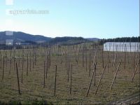 Hopfen 5