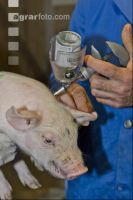 Ferkel Schmerzmittel 3