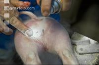 Ferkel Desinfektion 2