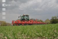 Curry-comb grain 10