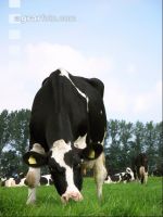 Holstein Ostfriesland