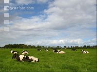 Holstein Windräder 07