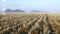 Weizen Frost 7 ID42539
