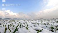 Weizen Schnee 20 ID437