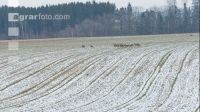 Rehe im Winter