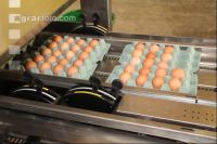 Eier sortieren J 16
