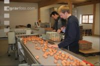 Eier sortieren J 3