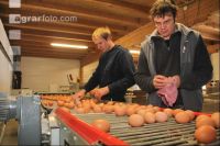 Eier sortieren J 2