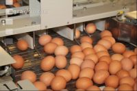 Eier sortieren J 1