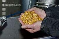 Mais Ganzkornsilage 3