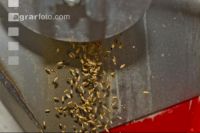 Triticale Ganzkornsilage 5
